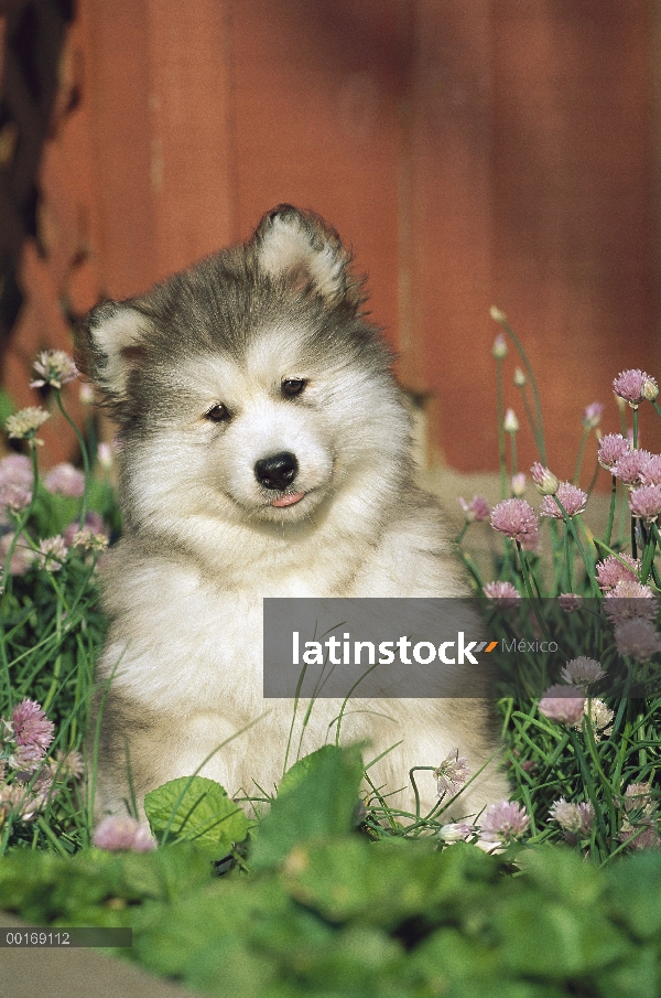 Malamute de Alaska (Canis familiaris) curioso perrito en la cama de flor