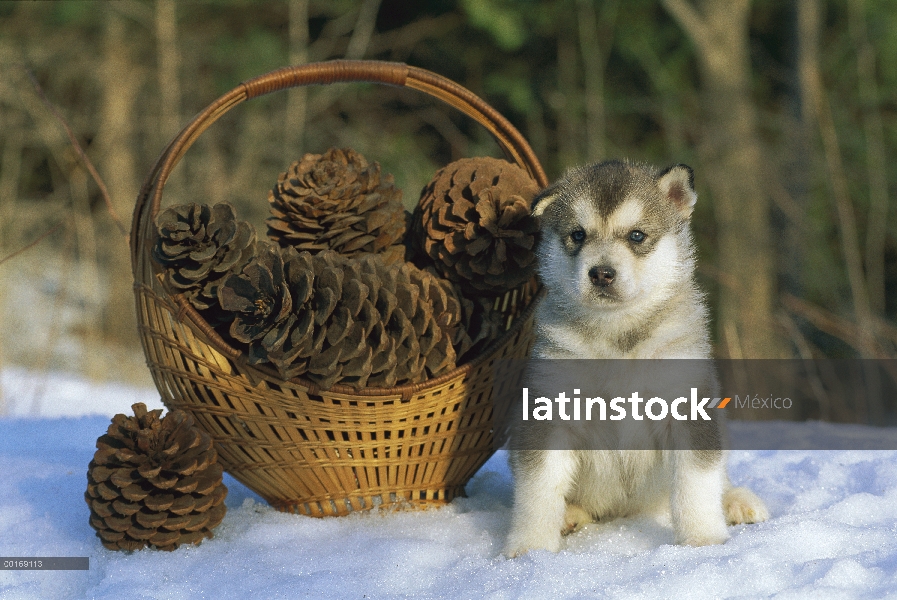 Cachorro Malamute de Alaska (Canis familiaris) en la nieve