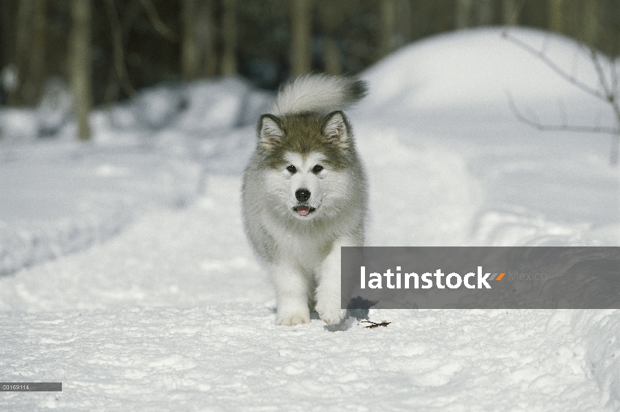 Cachorro Malamute de Alaska (Canis familiaris) corriendo en la nieve