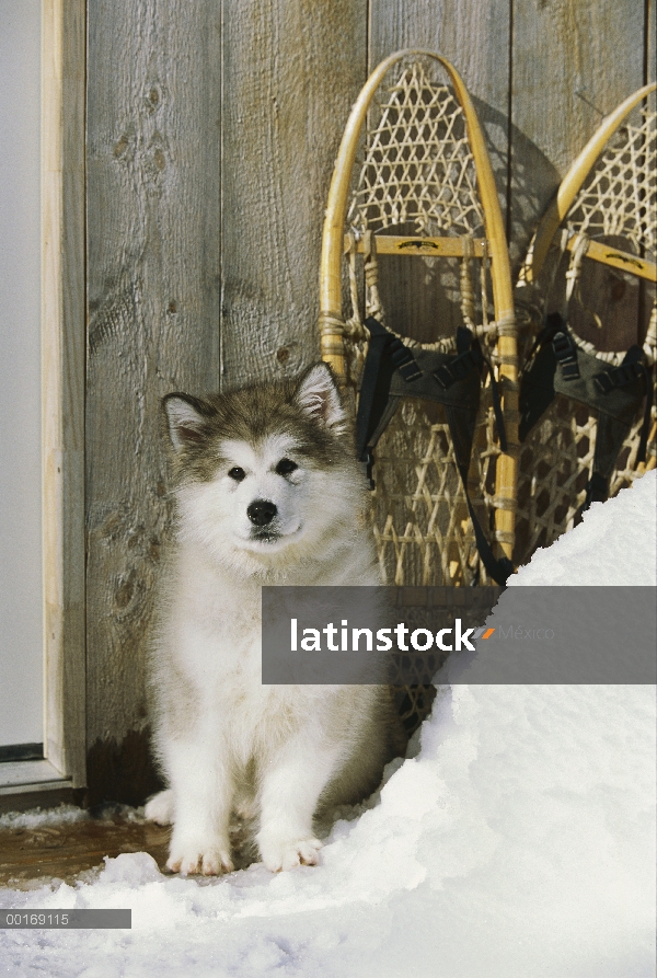 Cachorro Malamute de Alaska (Canis familiaris) en la nieve