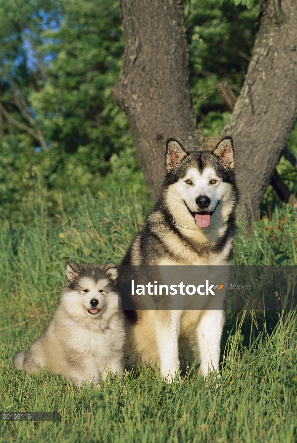 Malamute de Alaska (Canis familiaris) hombre con cachorro sentado en la hierba