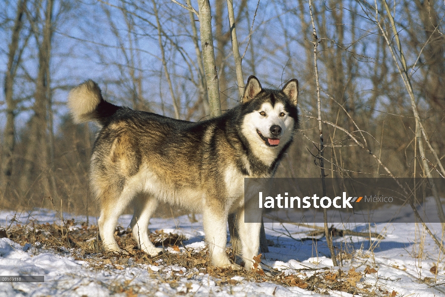 Malamute de Alaska (Canis familiaris) adulto, retrato en nieve