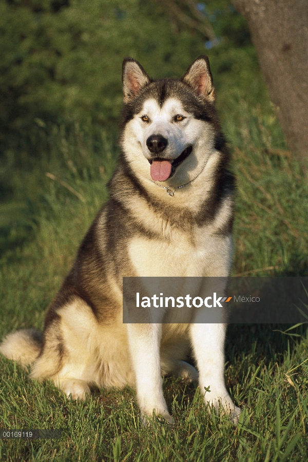 Sesión de retrato de Malamute de Alaska (Canis familiaris)