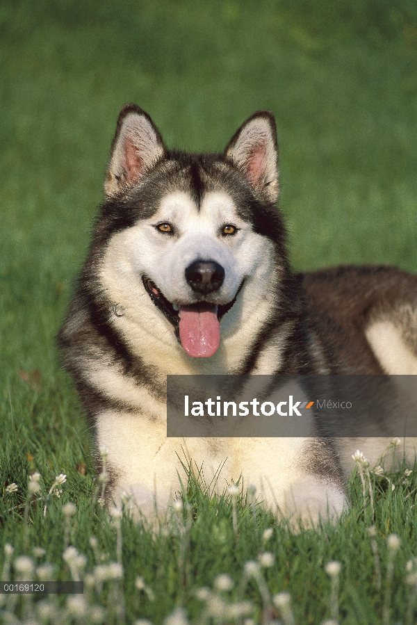 Malamute de Alaska (Canis familiaris) adulto tendido en la hierba