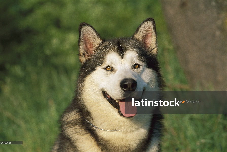 Retrato de Malamute de Alaska (Canis familiaris)