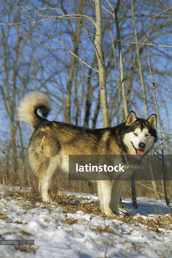 Malamute de Alaska (Canis familiaris) adulto, retrato en nieve