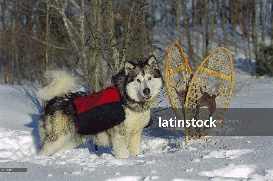 Malamute de Alaska (Canis familiaris) en nieve con pack