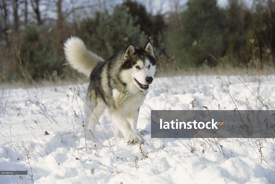 Malamute de Alaska (Canis familiaris) adulto corriendo en la nieve