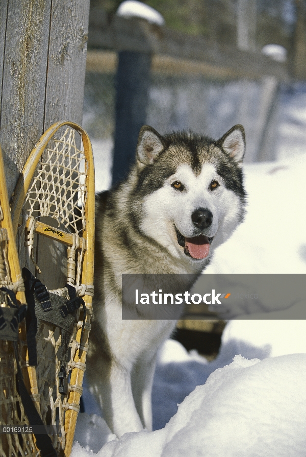 Malamute de Alaska (Canis familiaris) escondiéndose detrás de raquetas de nieve