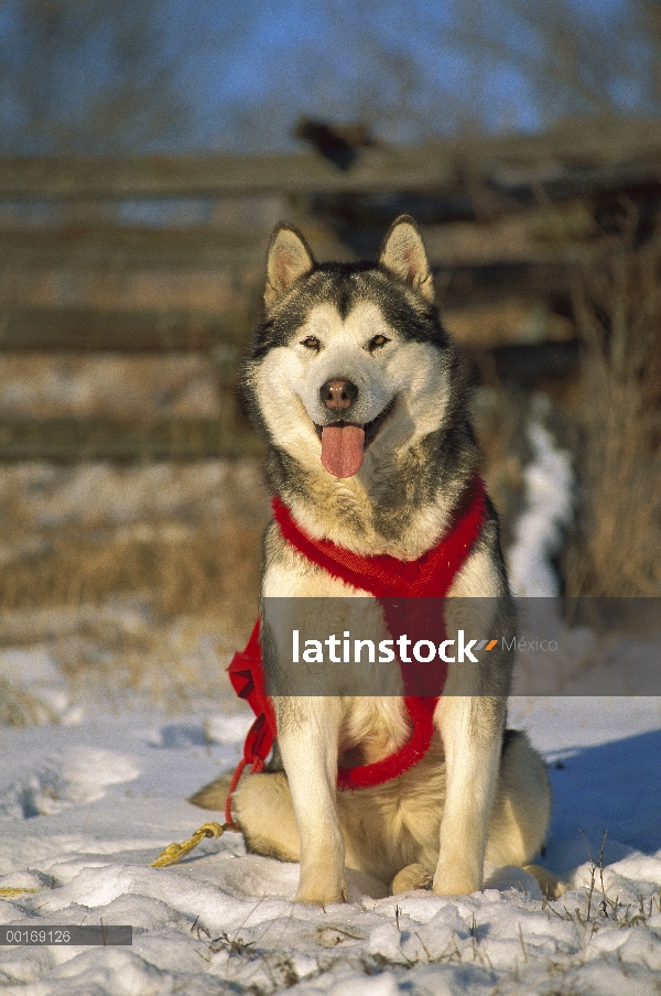 Malamute de Alaska (Canis familiaris) en nieve con arnés rojo