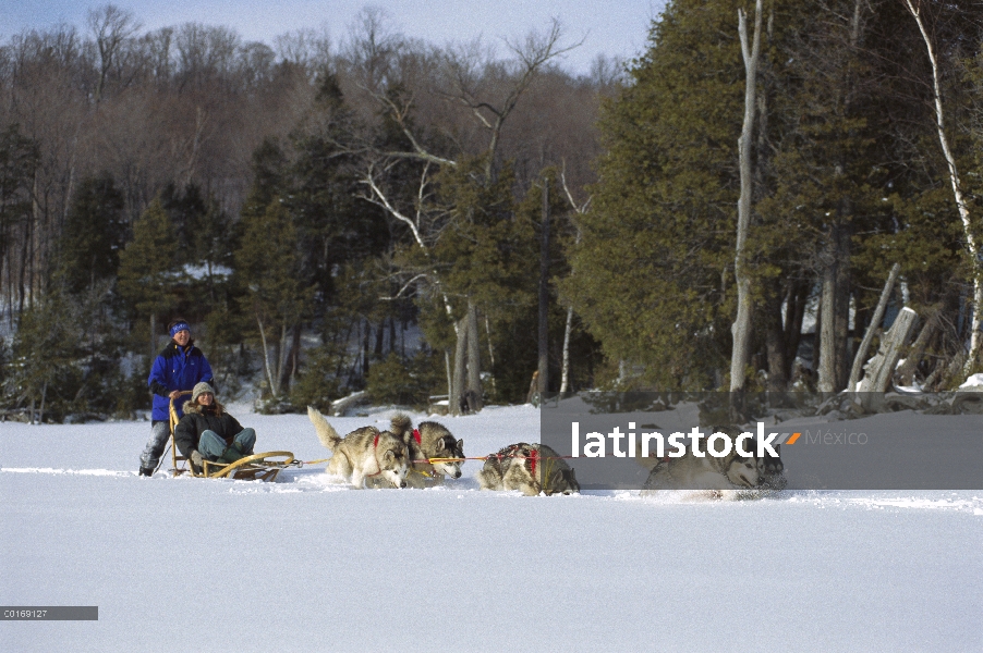 Malamute de Alaska (Canis familiaris) equipo tirando de trineos de perros