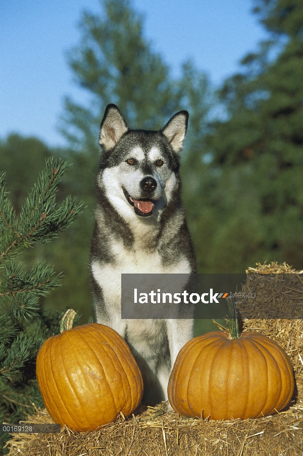 Malamute de Alaska (Canis familiaris) retrato con calabazas