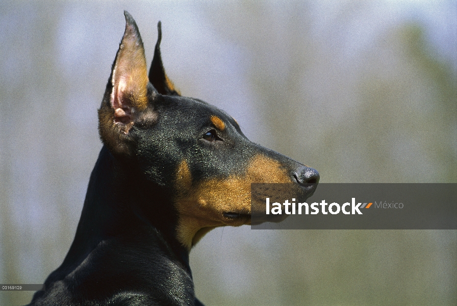 Doberman Pinscher (Canis familiaris) Perfil de cachorro con las orejas recortadas