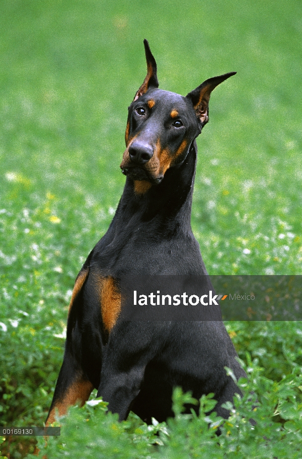 Doberman Pinscher (Canis familiaris) adulto curioso con orejas recortadas