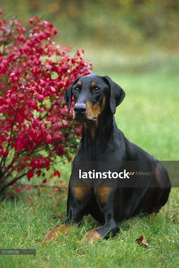 Doberman Pinscher (Canis familiaris) con orejas naturales, tendido en la hierba, otoño