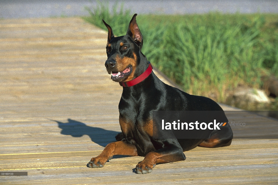 Doberman Pinscher (Canis familiaris) adulto con orejas recortadas en paseo marítimo