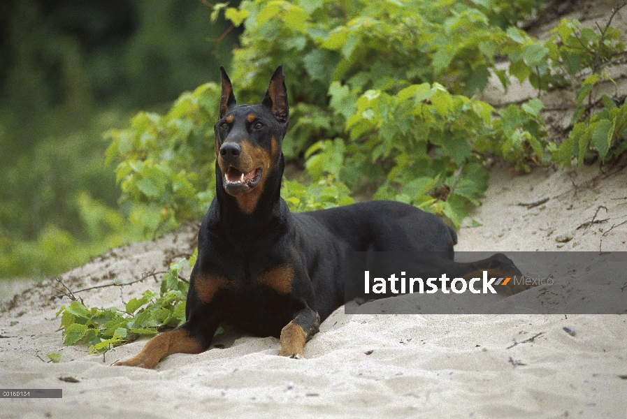 Doberman Pinscher (Canis familiaris) adulto con orejas recortadas en arena