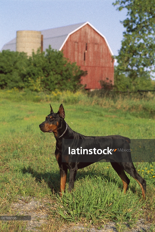 Doberman Pinscher (Canis familiaris) macho adulto de pie attently en pasto