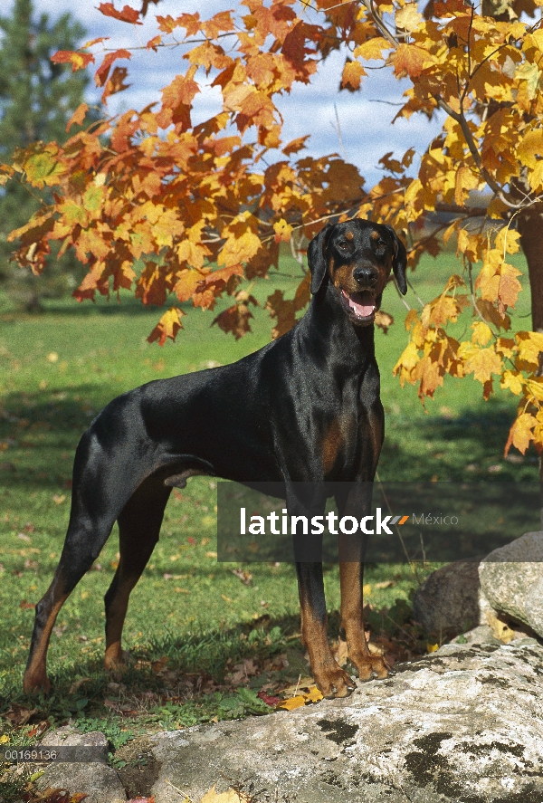 Doberman Pinscher (Canis familiaris) con orejas naturales, otoño