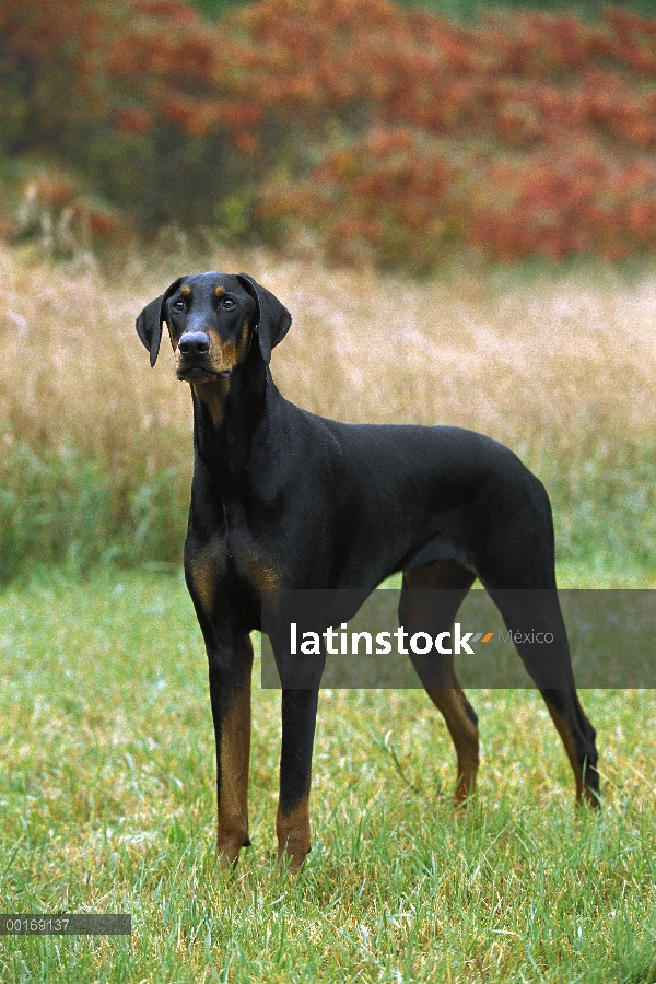 Doberman Pinscher (Canis familiaris) con orejas naturales, permanente