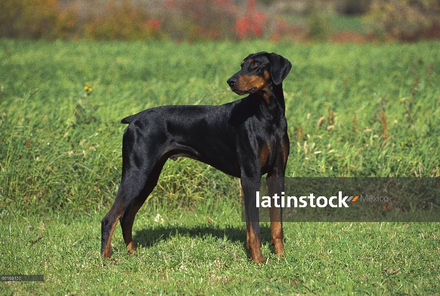 Doberman Pinscher (Canis familiaris) hombre con orejas naturales