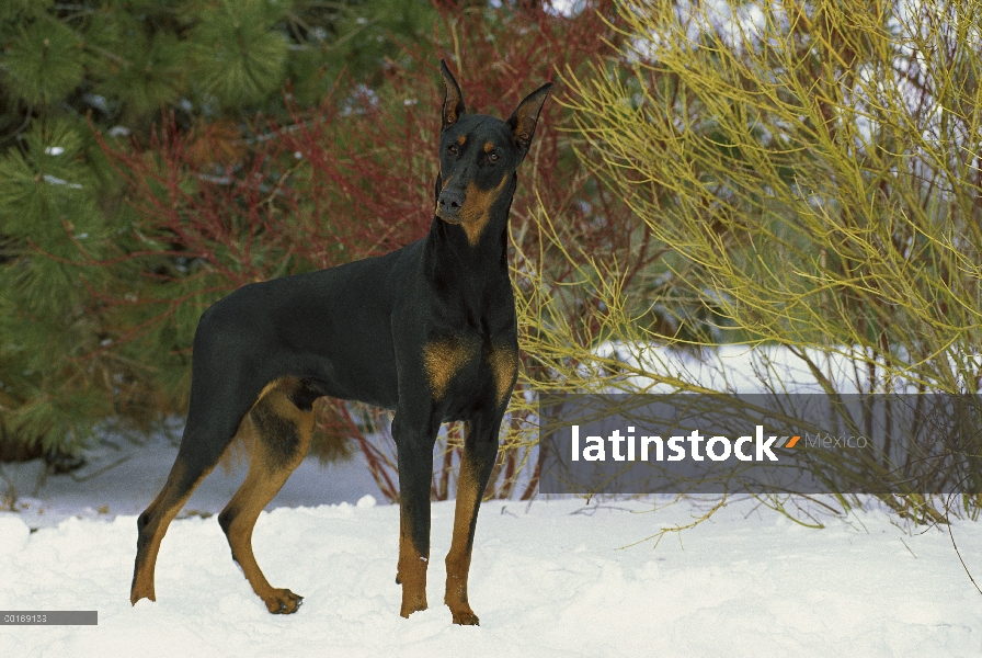 Doberman Pinscher (Canis familiaris) adulto curioso con orejas recortadas en nieve