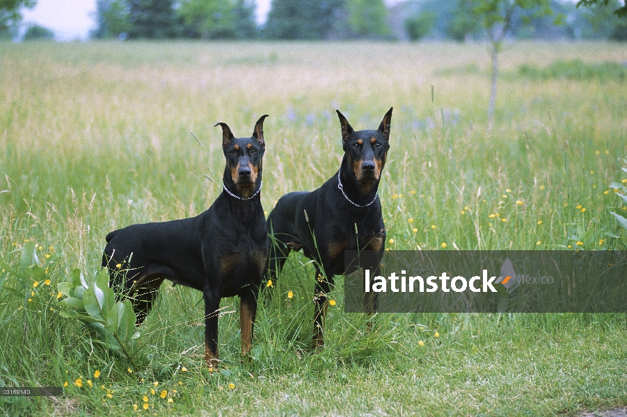 Doberman Pinscher (Canis familiaris) macho y hembra con orejas recortadas