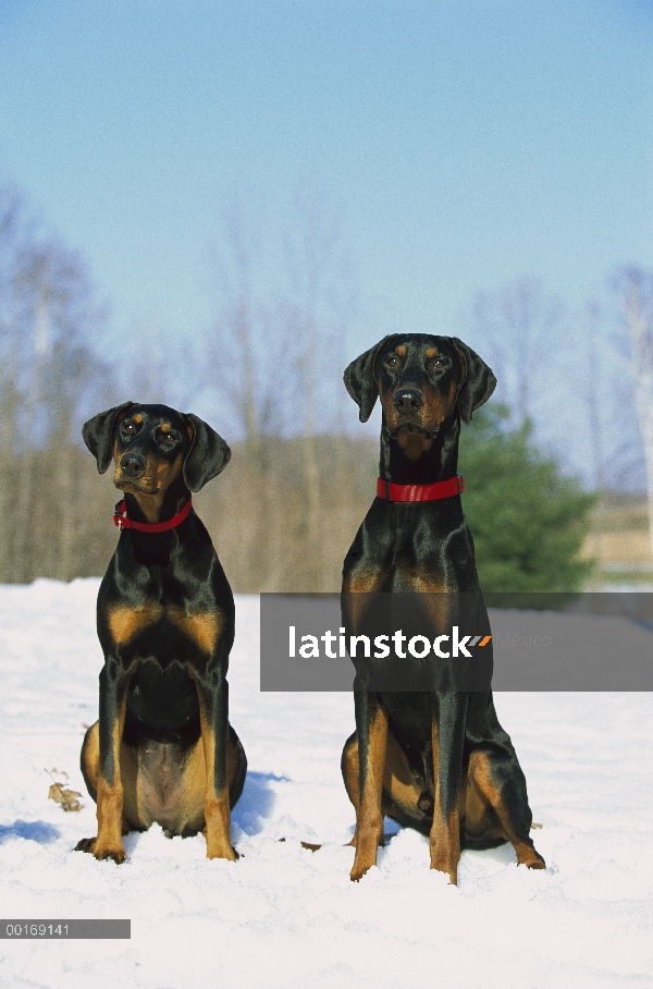 Doberman Pinscher (Canis familiaris) hembra y macho con orejas naturales en nieve