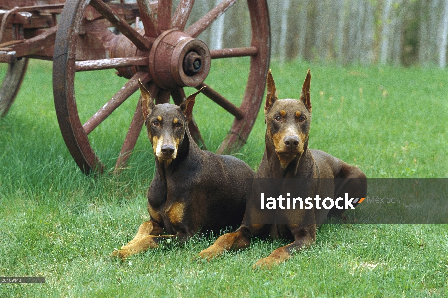 Doberman Pinscher (Canis familiaris) par de Dobermans rojo con orejas recortadas en pasto