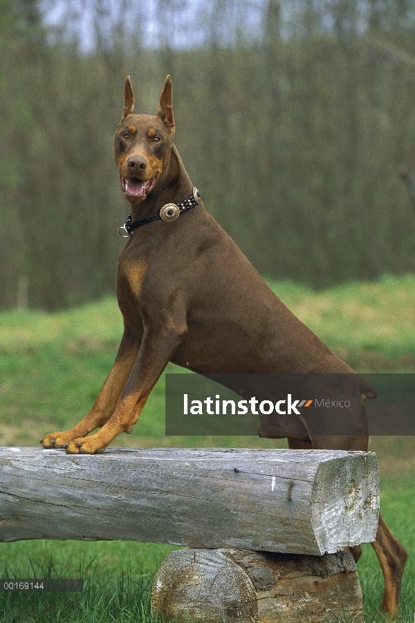 Doberman Pinscher (Canis familiaris) hombre rojo con orejas recortadas, de pie sobre un banco