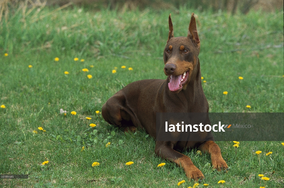 Doberman Pinscher (Canis familiaris) adulto rojo con orejas recortadas, tendido en la hierba