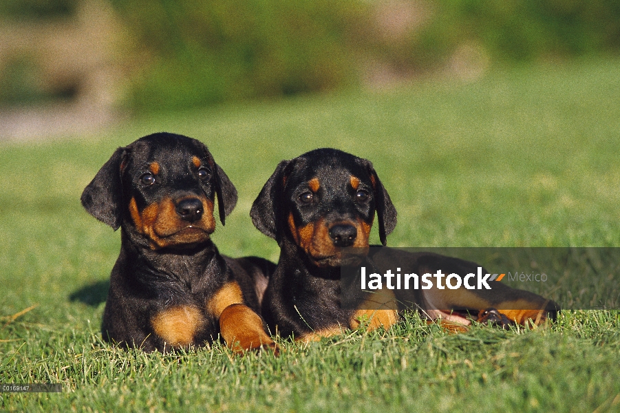 Dos cachorros de Doberman Pinscher (Canis familiaris) con orejas naturales tendido en la hierba