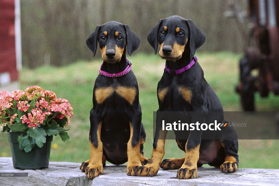 Dos cachorros de Doberman Pinscher (Canis familiaris) con orejas naturales