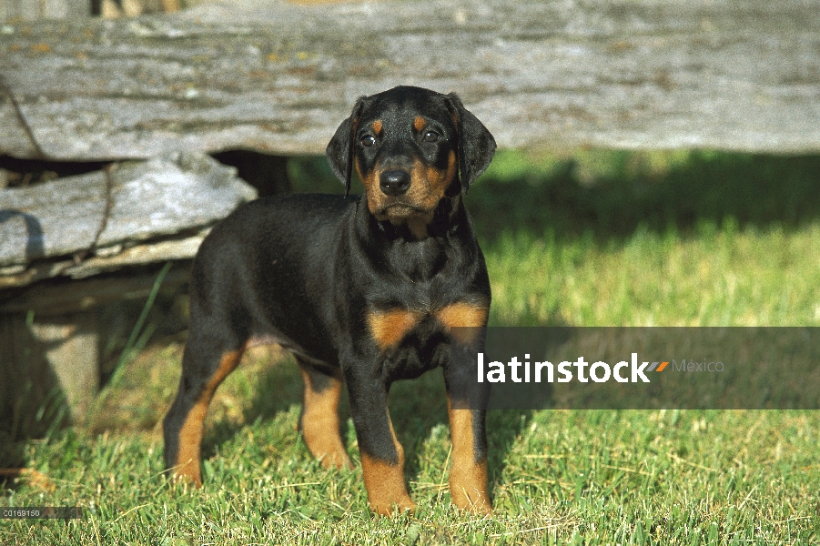 Cachorro de Doberman Pinscher (Canis familiaris) con orejas naturales en pasto