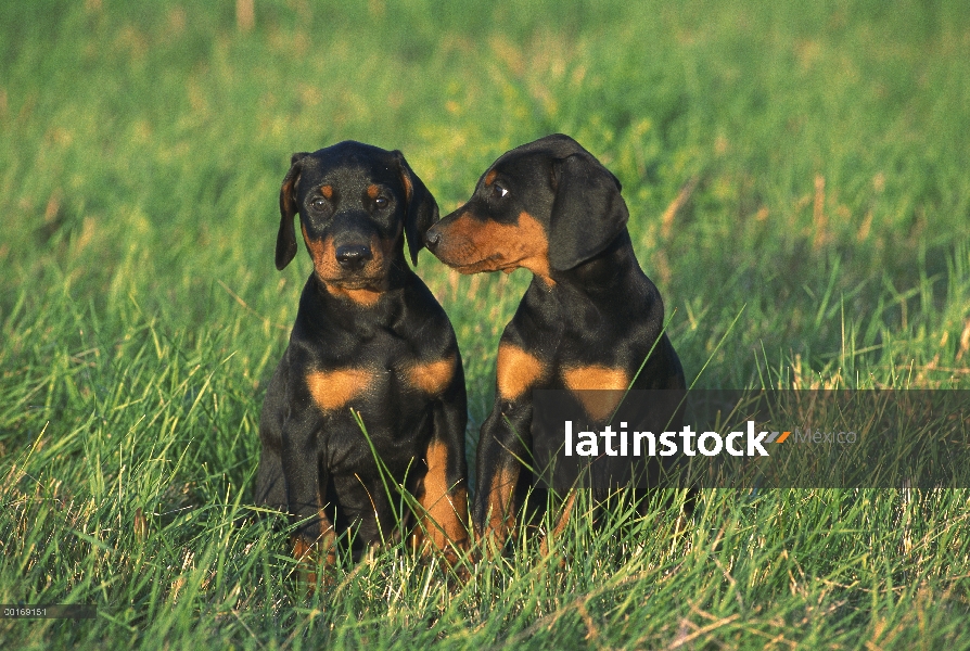 Dos cachorros de Doberman Pinscher (Canis familiaris) con orejas naturales en pasto