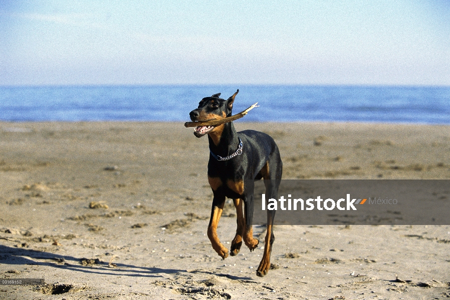 Doberman Pinscher (Canis familiaris) adulto con orejas recortadas buscar el palo en la playa