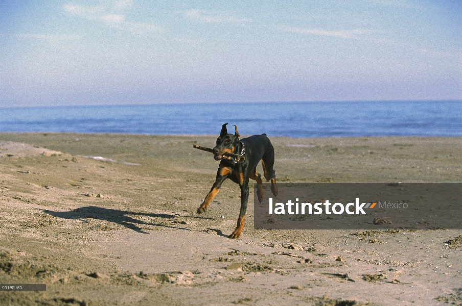 Doberman Pinscher (Canis familiaris) adulto con orejas recortadas jugar fetch en la playa