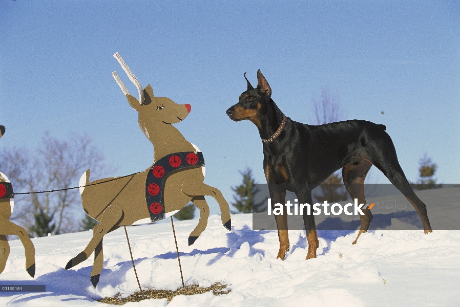 Doberman Pinscher (Canis familiaris) hombre curioso con orejas recortadas investigando Reno