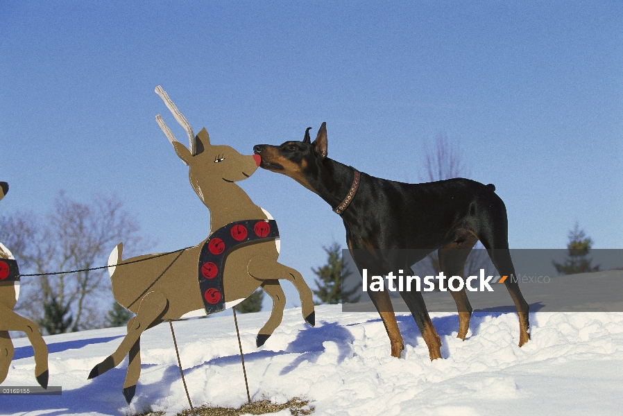 Doberman Pinscher (Canis familiaris) hombre curioso investigar Reno