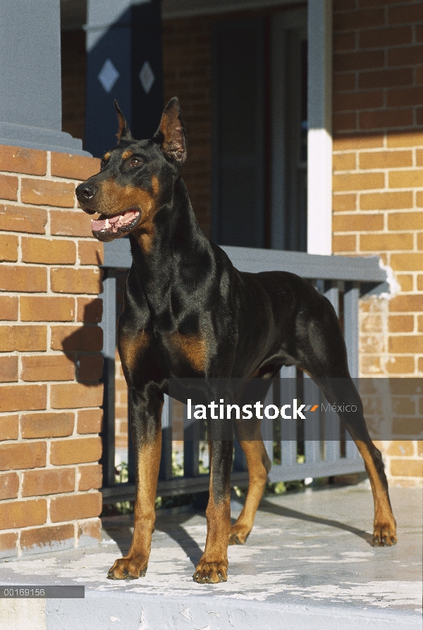 Doberman Pinscher (Canis familiaris) en atención