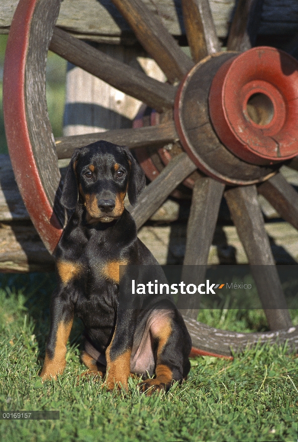 Cachorro de Doberman Pinscher (Canis familiaris) con orejas naturales sentado junto a la rueda de ca