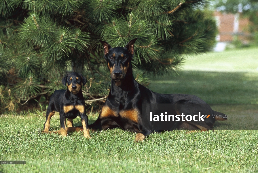 Doberman Pinscher (Canis familiaris) madre con orejas recortadas y cola y sacarse cachorro