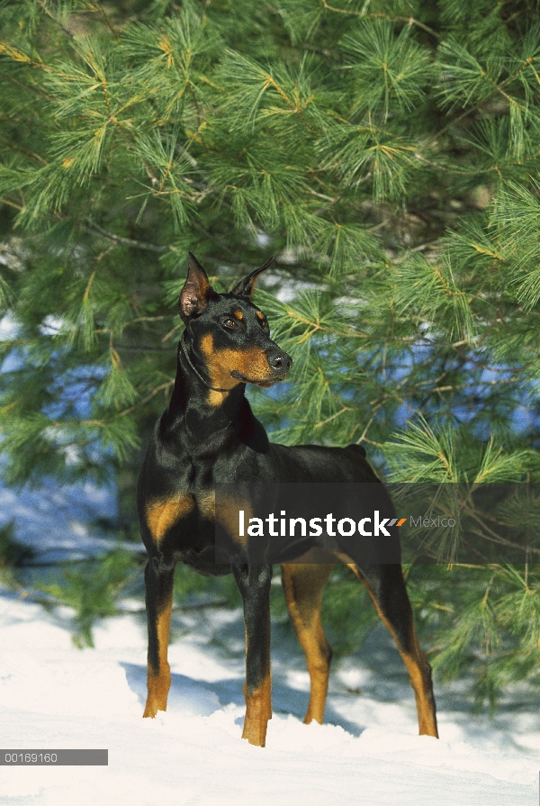 Doberman Pinscher (Canis familiaris) hembra adulta con orejas recortadas en nieve