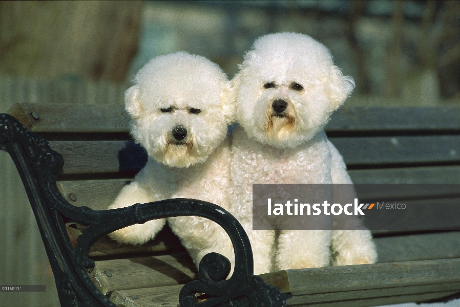 Bichon Frise (Canis familiaris) dos sentado en Banco