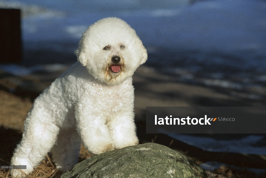 Pie de Bichon Frise (Canis familiaris)