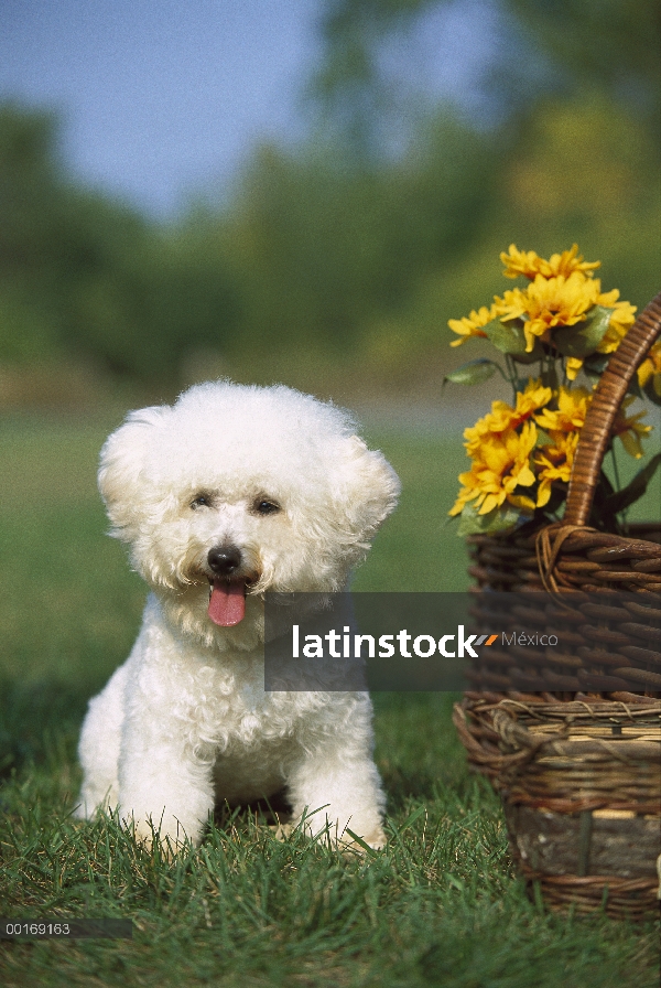 Bichon Frise (Canis familiaris) sentado al lado de la cesta de flores