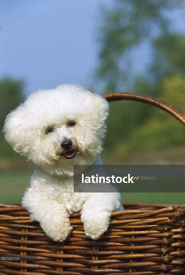 Bichon Frise (Canis familiaris) en la cesta