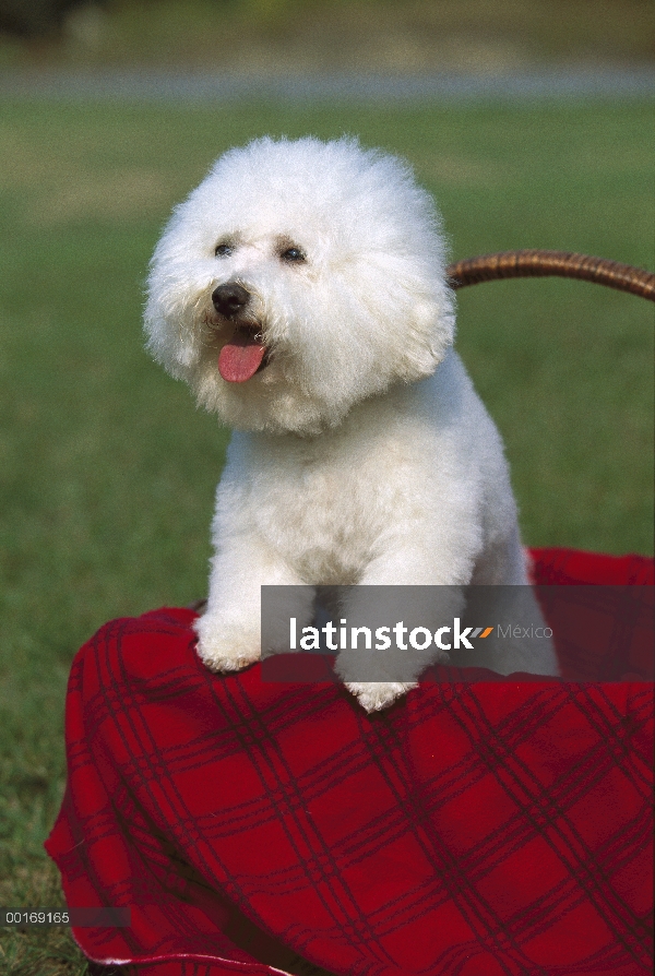 Bichon Frise (Canis familiaris) en la cesta