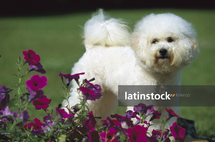 Bichon Frise (Canis familiaris) por flores