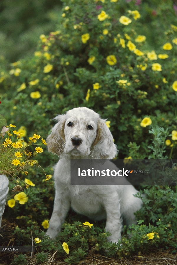 Cachorro de Setter inglés (Canis familiaris) sentada entre las flores